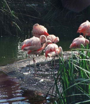 ca2_26flamingo