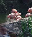 ca2_26flamingo