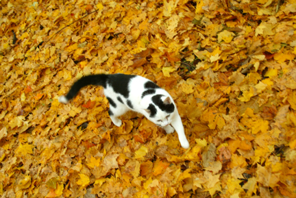 Cat in the Autumn