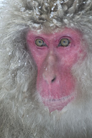 Snow Monkey Portrait