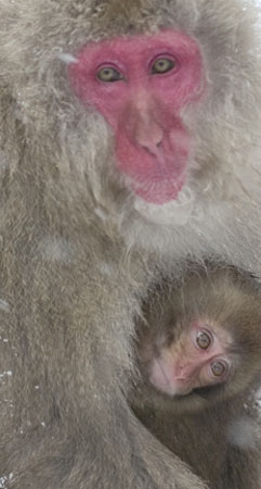 Snow Monkey and Infant