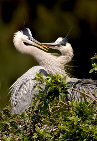 Greeting Great Blue Herons