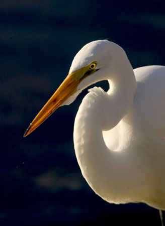 Portrait of a Great Heron