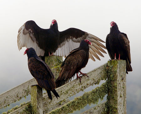 Turkey Vulture with open wings