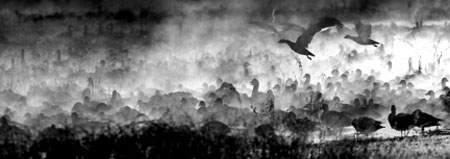 Snow Geese in the Mist